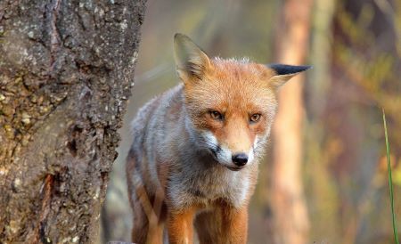 Red fox standing by tree